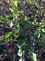 Calystegia macrostegia macrostegia