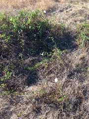 Calystegia macrostegia macrostegia