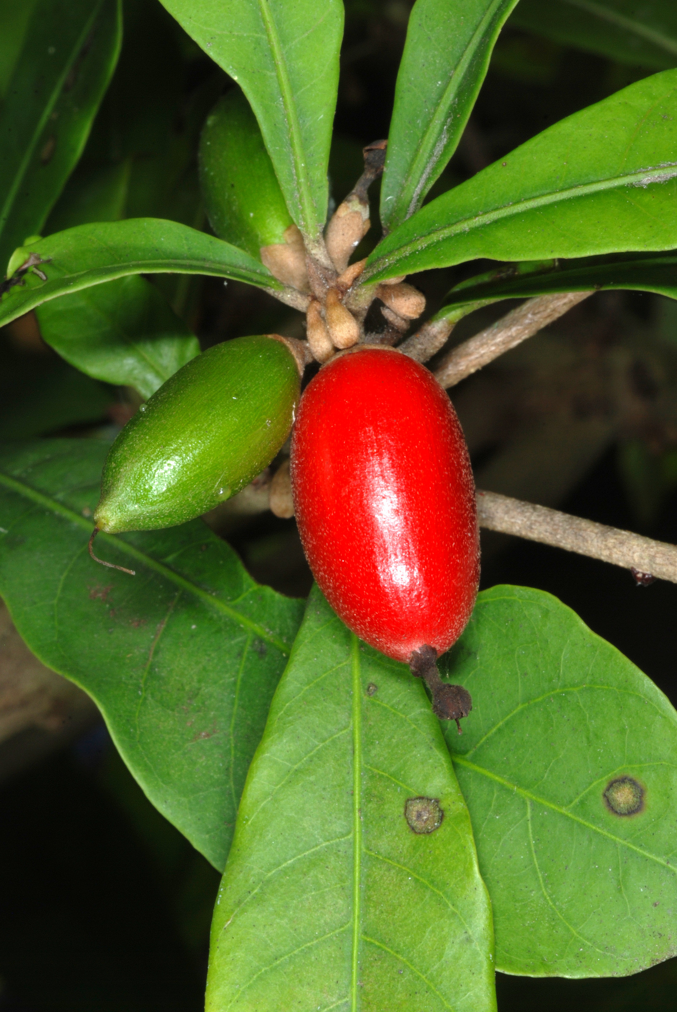 Synsepalum