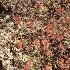 Eriogonum arborescens