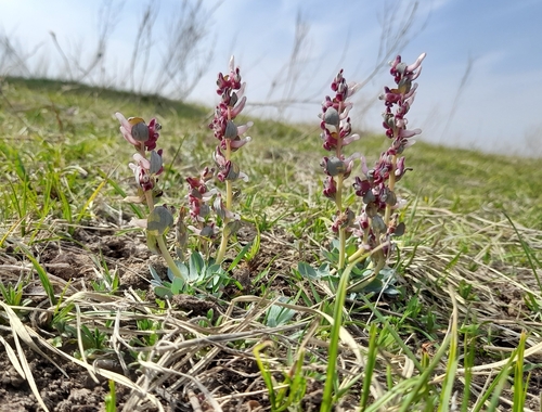 Corydalis ledebouriana (Corydalis ledebouriana)