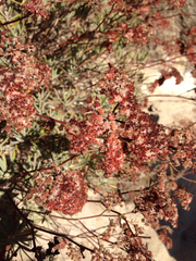 Eriogonum arborescens