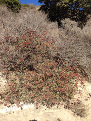 Eriogonum arborescens