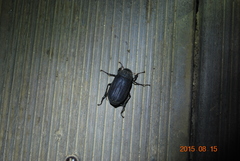 Holotrichia parallela