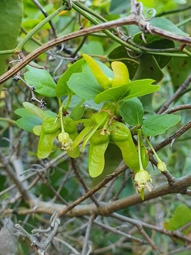 Image of Acer sempervirens by no rights reserved