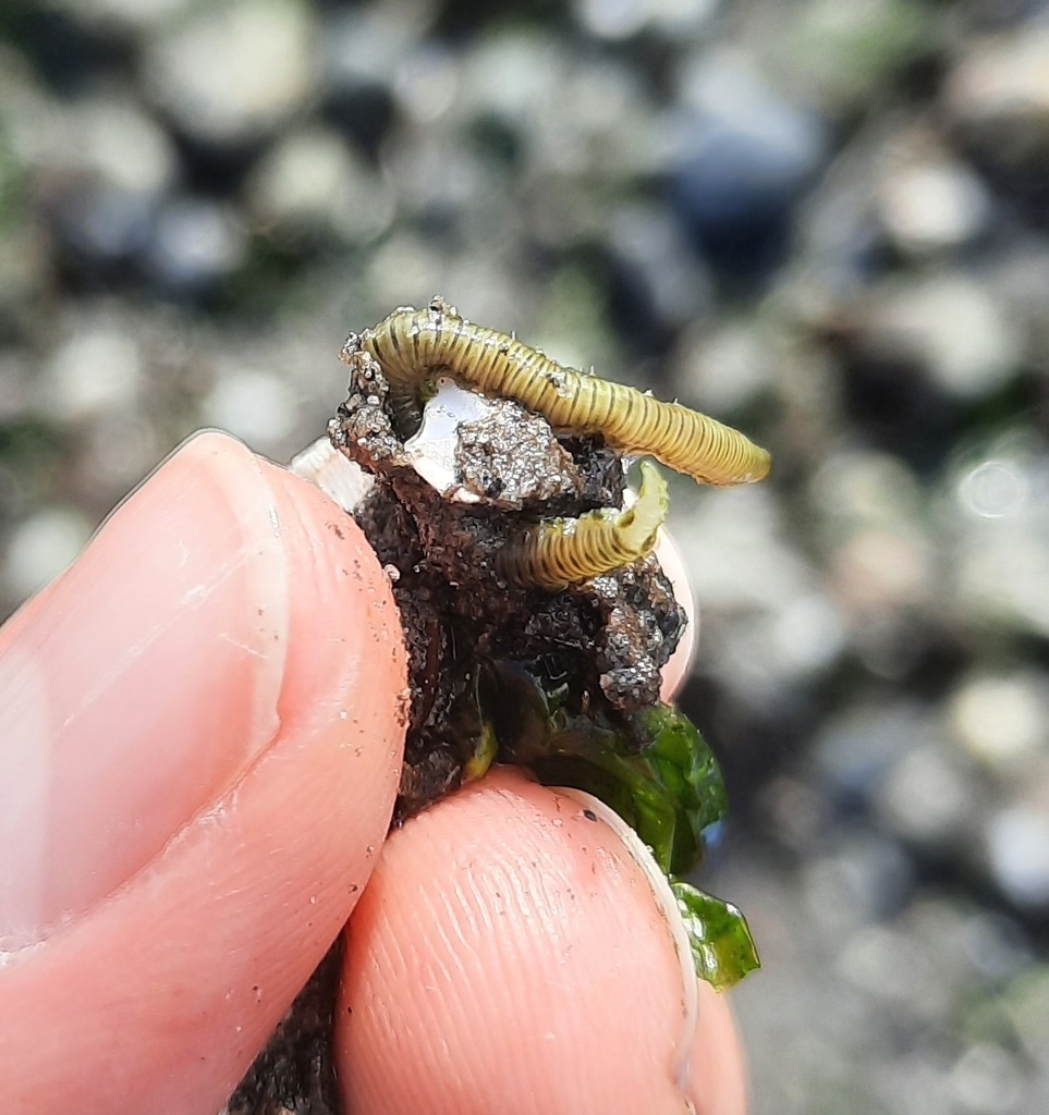Eulalia quadrioculata
