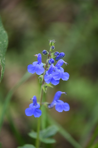 Salvia scutellarioides Kunth