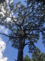 Pinus palustris
