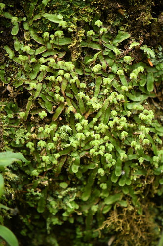 Asterella lateralis