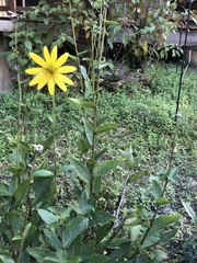 Silphium asteriscus