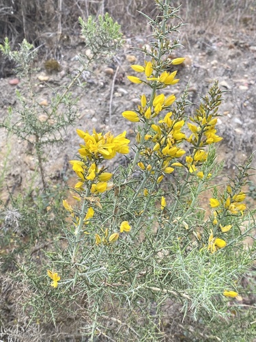 Ulex australis (Ulex australis)