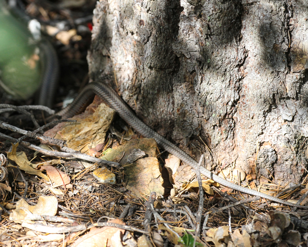 Baird's Rat Snake