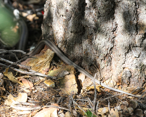 Baird's Rat Snake