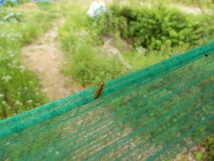 Lycocerus vitellinus