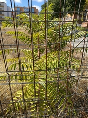 Ailanthus altissima