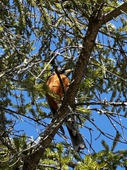 Turdus migratorius image