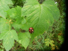 Aiolocaria hexaspilota