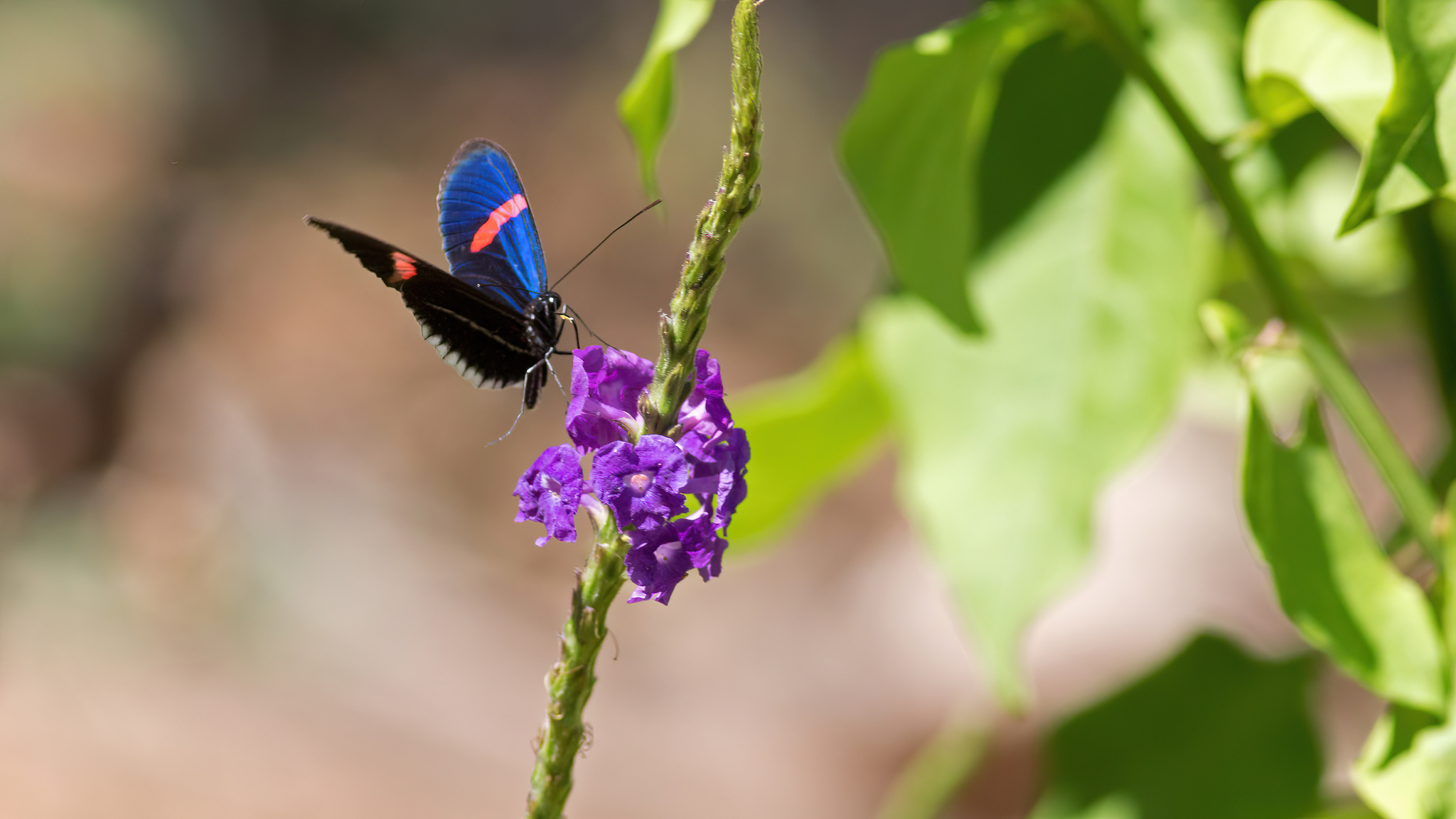 Heliconius erato image