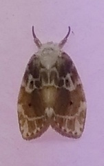 Schistophleps bipuncta
