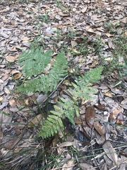 Pteridium aquilinum