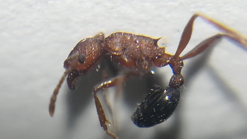Common Fierce Ant