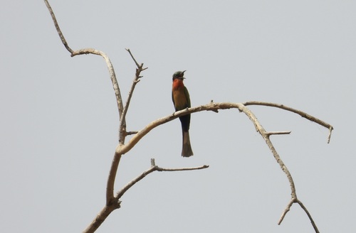Red-throated Bee-eater
