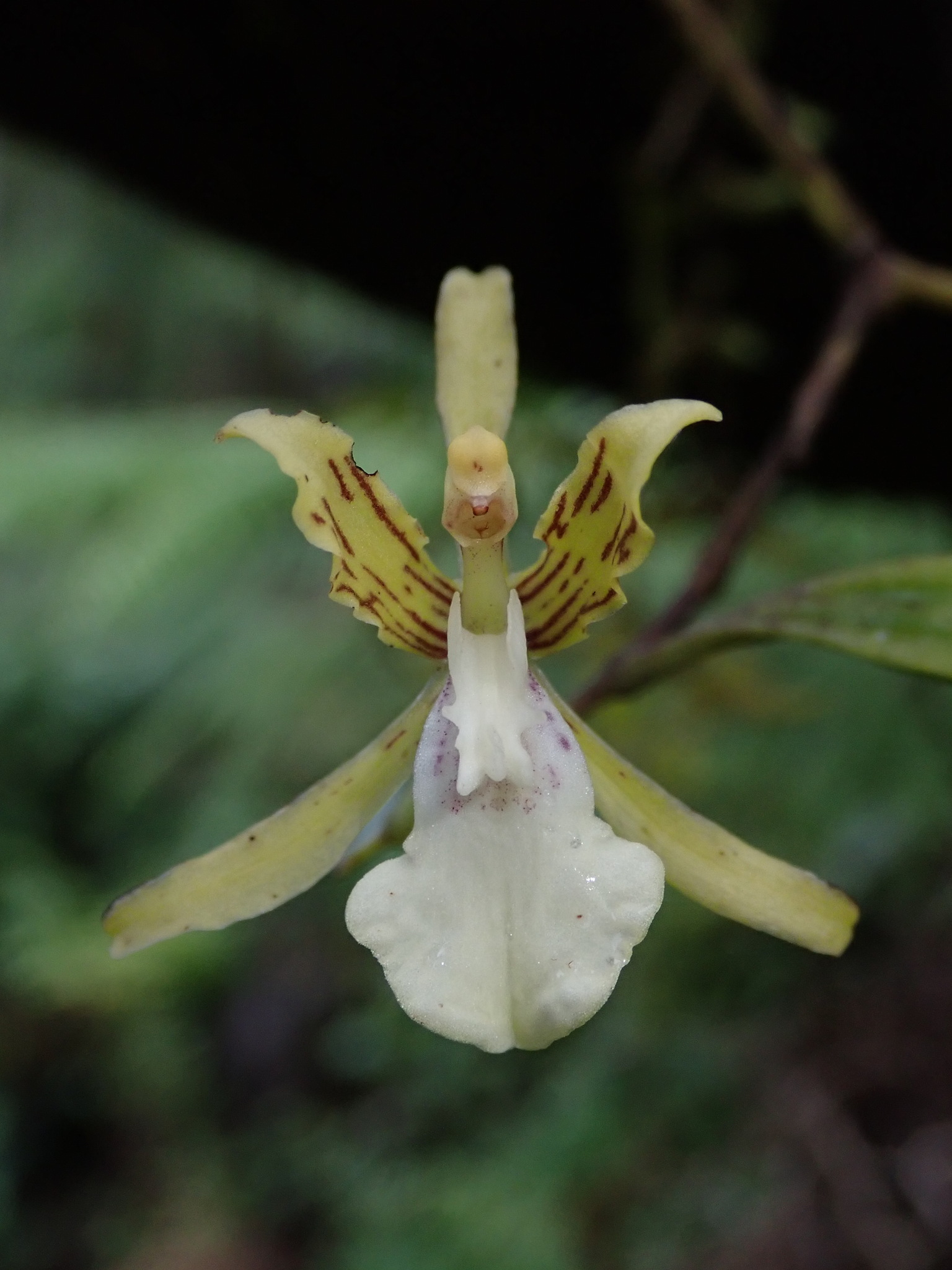 Cyrtochilum ringens (Rchb.f.) Dalström