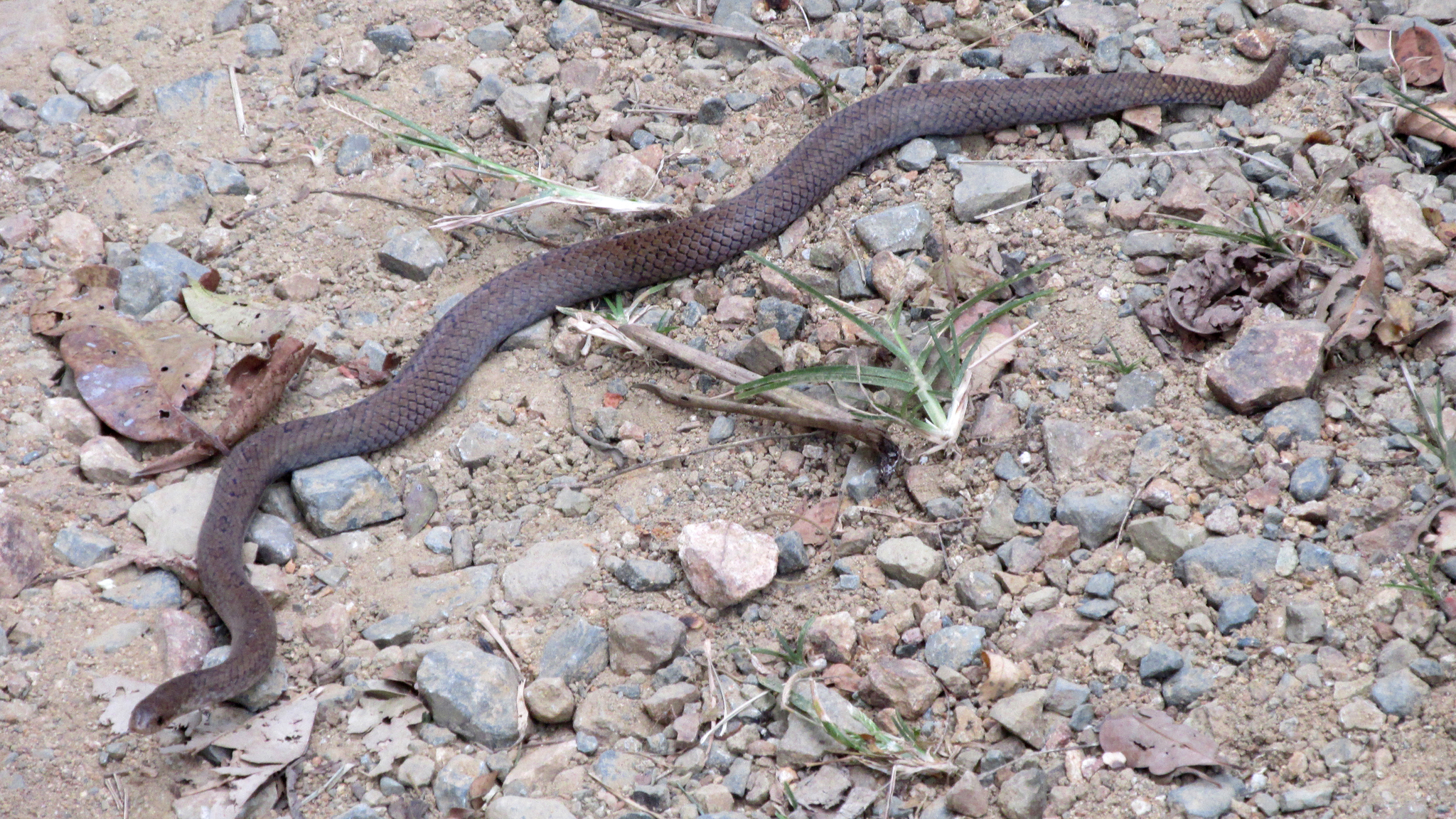 Stenorrhina image