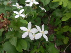 Clematis brachyura