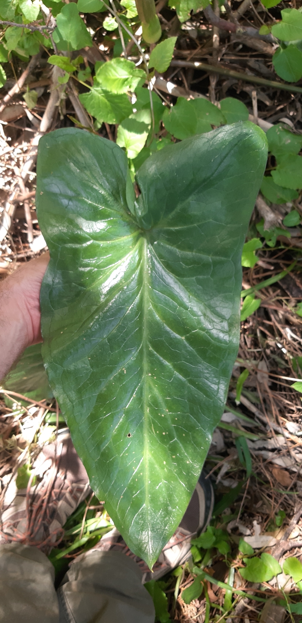 Apulian Arum (Arum apulum)