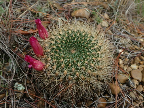 Weingartia tiraquensis