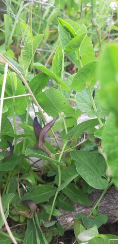 Aristolochia clusii (Aristolochia clusii)
