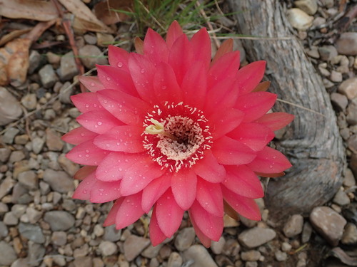Image of Echinopsis obrepanda by (c) Nolan Exe, some rights reserved (CC BY)