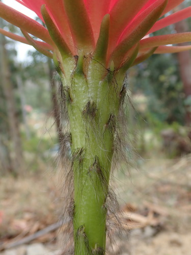 Image of Echinopsis obrepanda by (c) Nolan Exe, some rights reserved (CC BY)