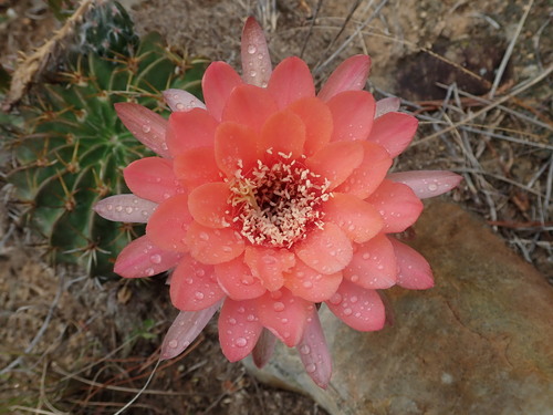 Image of Echinopsis obrepanda by (c) Nolan Exe, some rights reserved (CC BY)