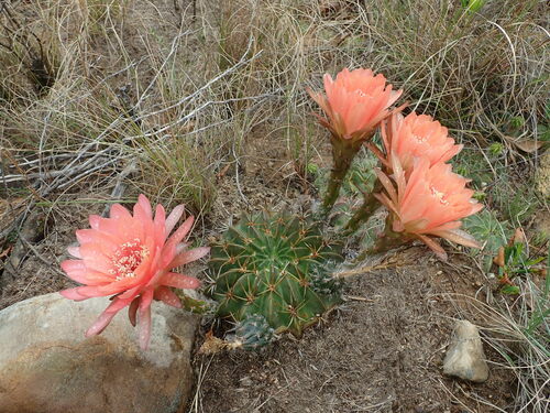 Image of Echinopsis obrepanda by (c) Nolan Exe, some rights reserved (CC BY)