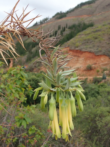 Bomarea involucrosa (Bomarea involucrosa)