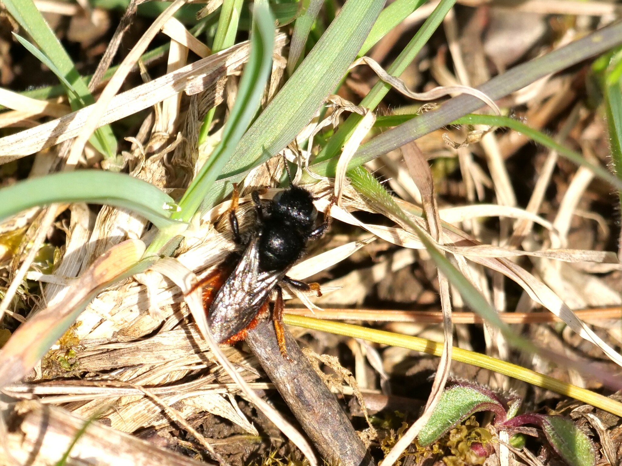 Osmia Bicolor (Schrank, 1781)