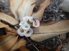 Euphorbia itremensis image