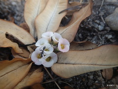 Euphorbia itremensis image