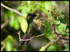 Orthorhyncus cristatus