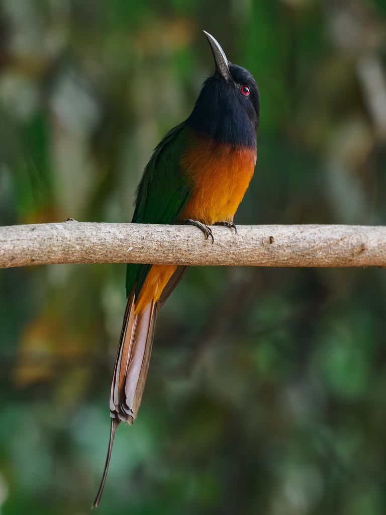 Black-headed Bee-eater photo