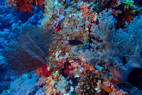 Yellowbreast Wrasse — seen at this dive site