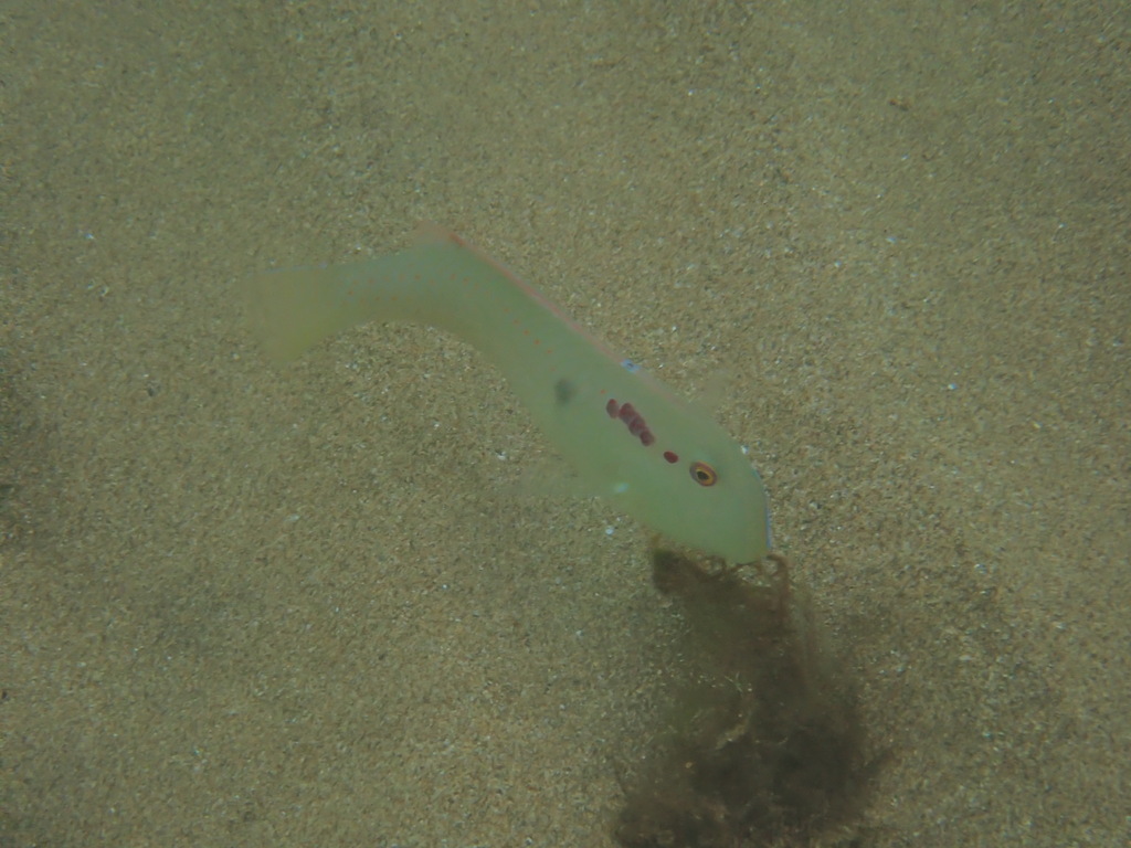 Fivefinger razorfish (Iniistius pentadactylus) — Labridae