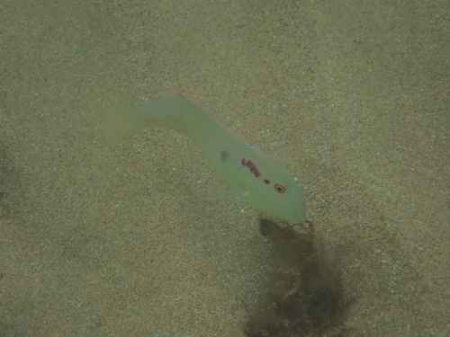 Fivefinger razorfish (Iniistius pentadactylus) — Labridae