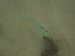 Wrasse