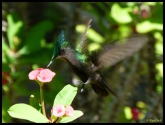 Orthorhyncus cristatus