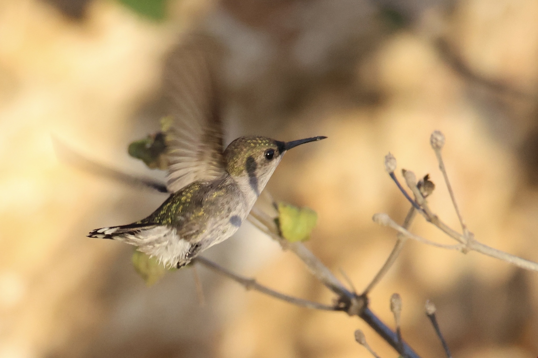 Vervain Hummingbird illustration