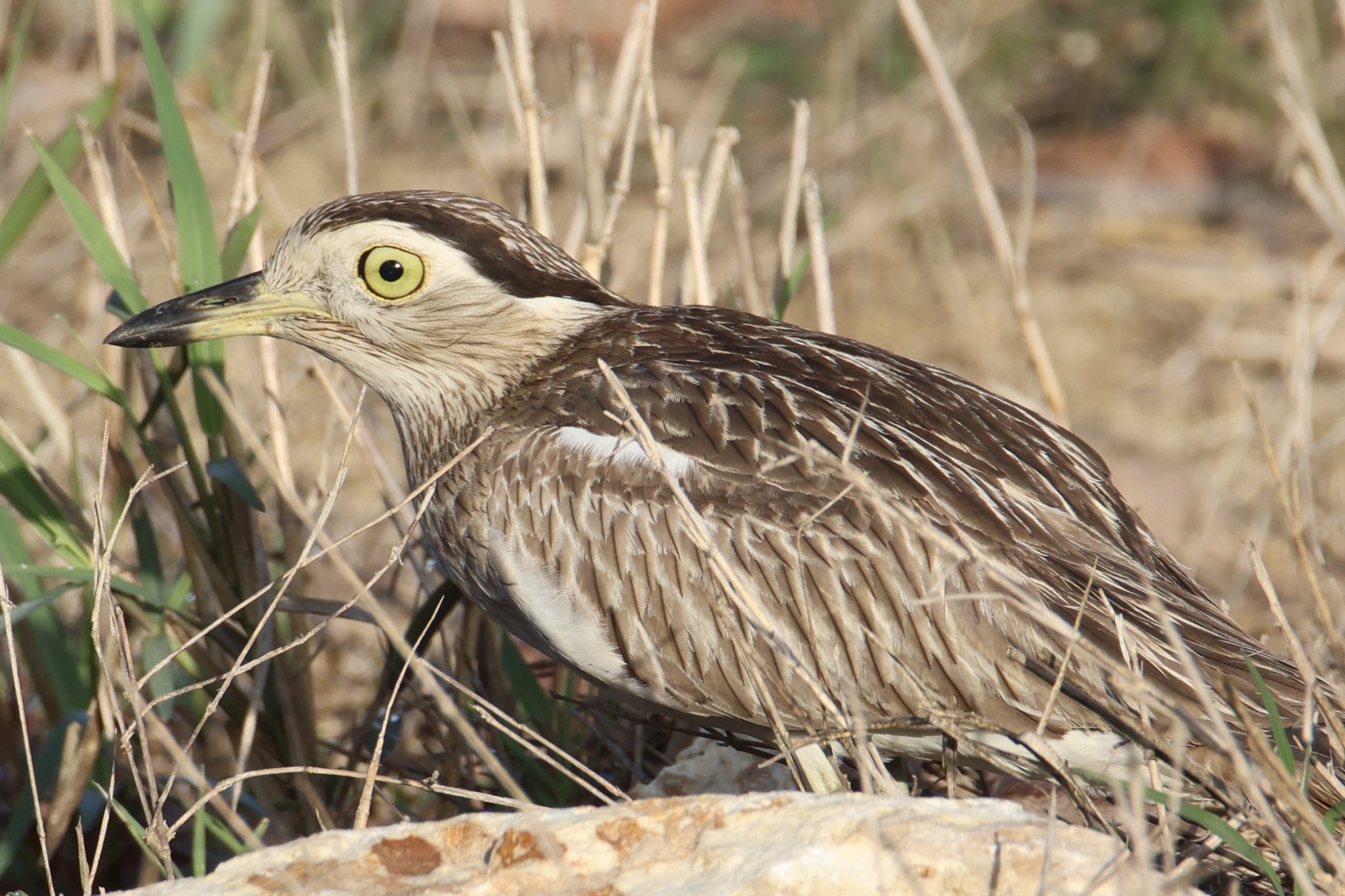 Double-striped Thick-knee illustration