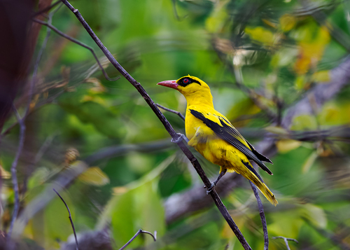 African Golden Oriole